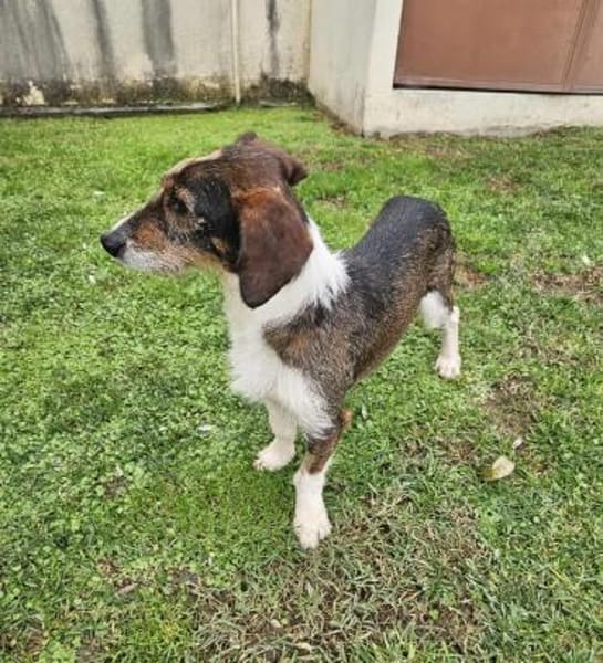 Rauhaardackel-Mix Twix