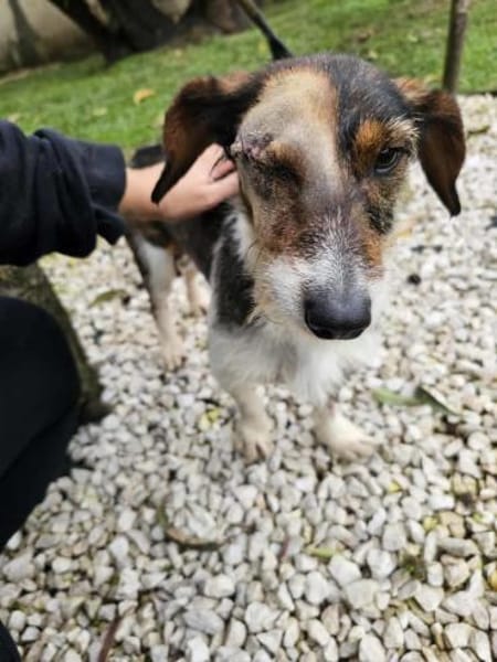 Rauhaardackel-Mix Twix