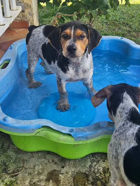 Asko, le pépère tranquille