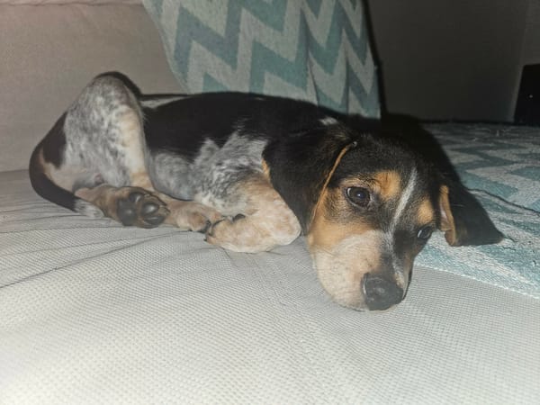 Asko, le pépère tranquille