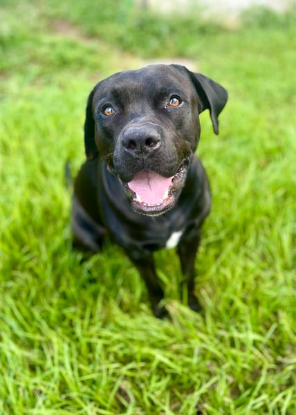 Tito, mâle croisé berger, né le 10/02/2022 🐶