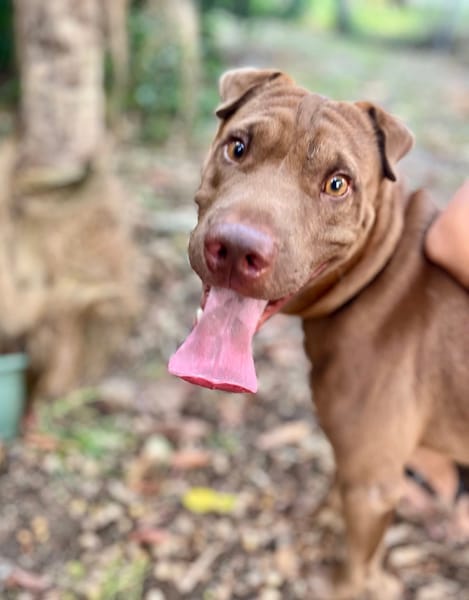 Pollux, mâle croisé shar pei, né le 03/06/2024🐶