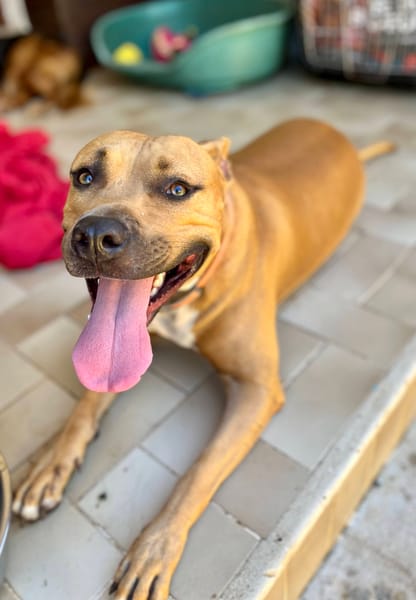 Omy, mâle croisé berger, né le 31/01/2024🐶