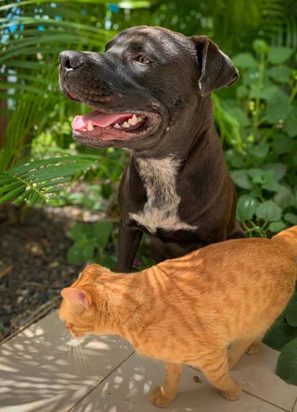 Nounours, mâle croisé Cane Corso, né le 15/05/2025 🐶