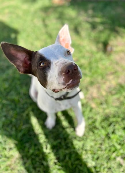 Neo, mâle croisé berger, né le 01/01/2025 🐶