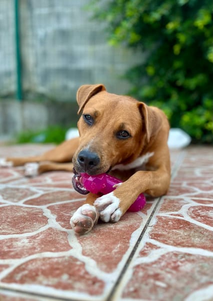 Frisky, mâle X croisé berger , né le 01/04/2025