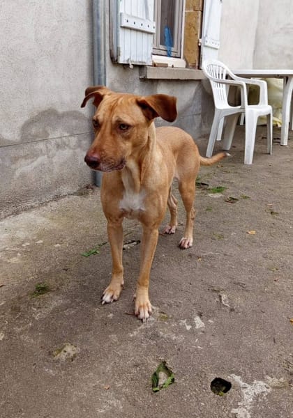 Fifi, mâle croisé berger, né le 15/06/2022 🐶