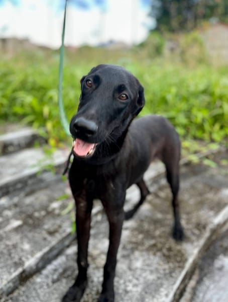 Dusty, mâle croisé berger, né le 15/06/2025 🐶