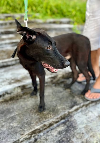 Dusty, mâle croisé berger, né le 15/06/2025 🐶
