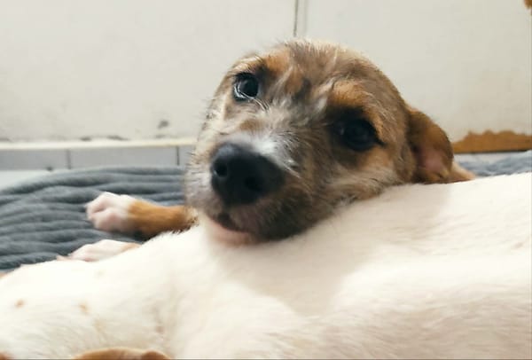 Ashley, magnifique bébé