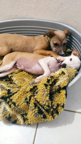 Ashley, magnifique bébé