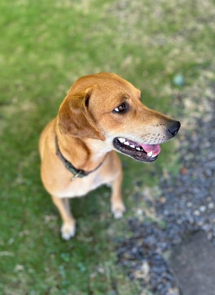 Bonny, femelle X berger, née le 28/11/2024