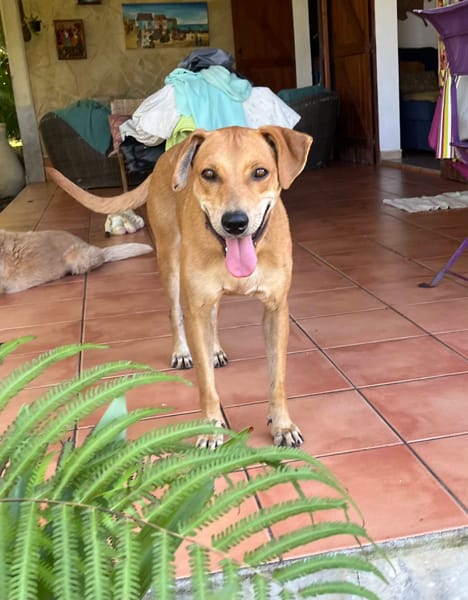 Bonny, femelle X berger, née le 28/11/2024