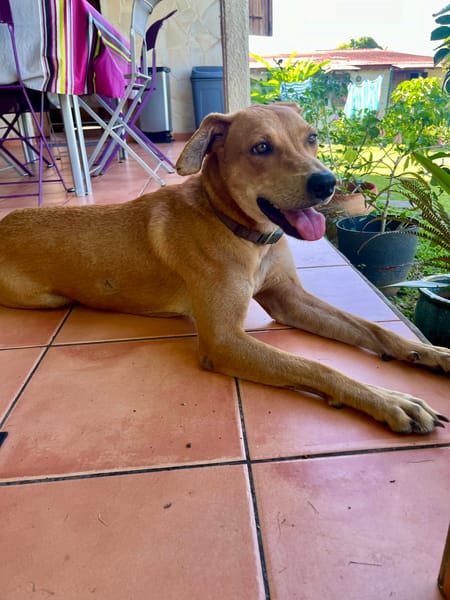 Bonny, femelle X berger, née le 28/11/2024