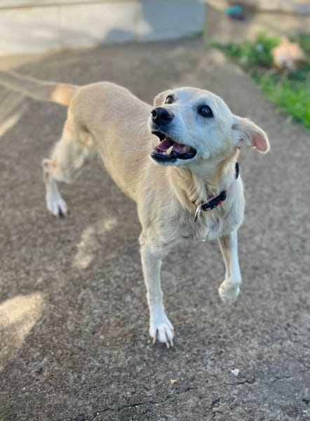 Belcha, femelle X créole née le 01/03/2013