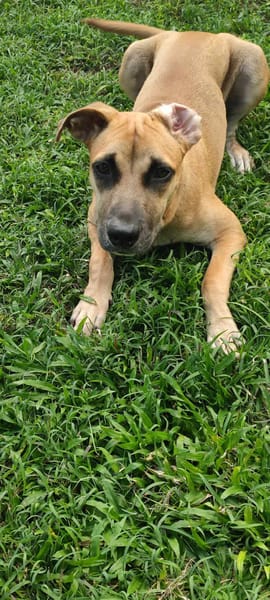 Anuka, femelle berger, née le 15/06/2025 🐶