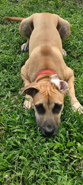 Anuka, femelle berger, née le 15/06/2025 🐶