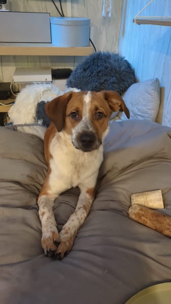 Amore, mâle X berger né le 03/05/2025