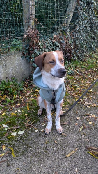 Amore, mâle X berger né le 03/05/2025