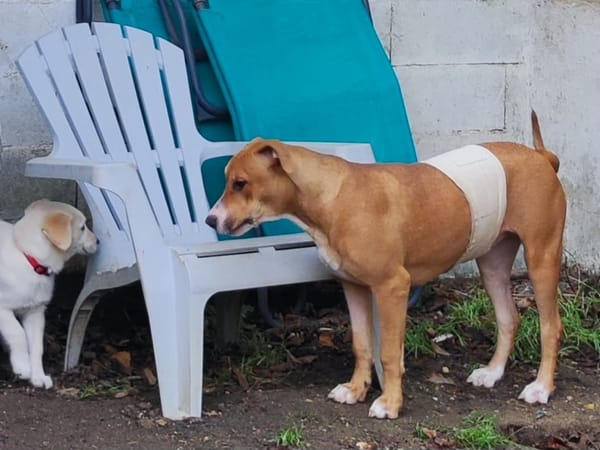 Aéla, femelle croisée berger, née le 15/06/2025 🐶