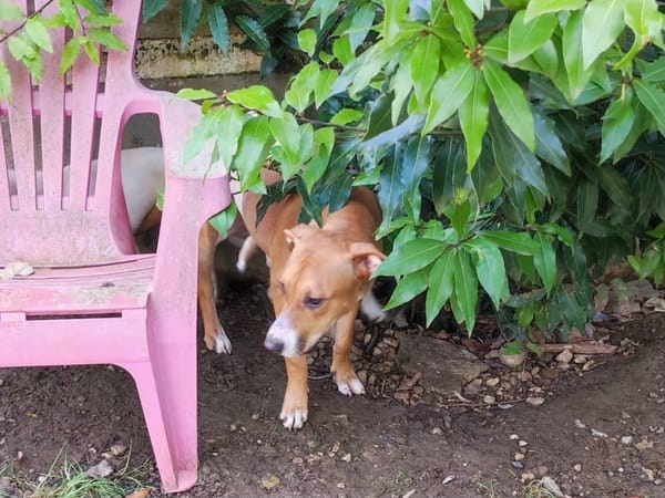 Aéla, femelle croisée berger, née le 15/06/2025 🐶