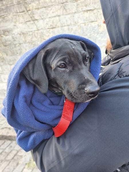 Zak, mâle Xberger né le 15/10/2025 🐶