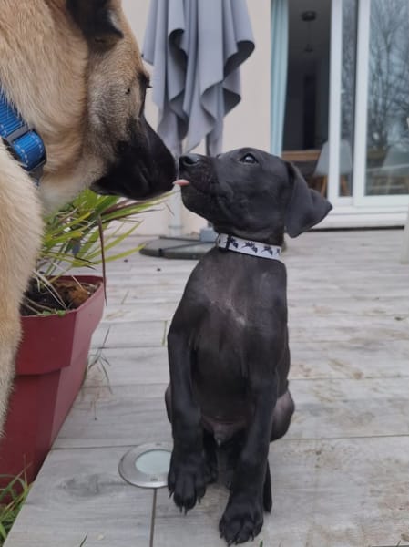 Zak, mâle Xberger né le 15/10/2025 🐶