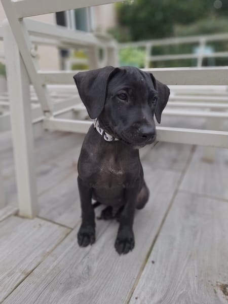 Zak, mâle Xberger né le 15/10/2025 🐶