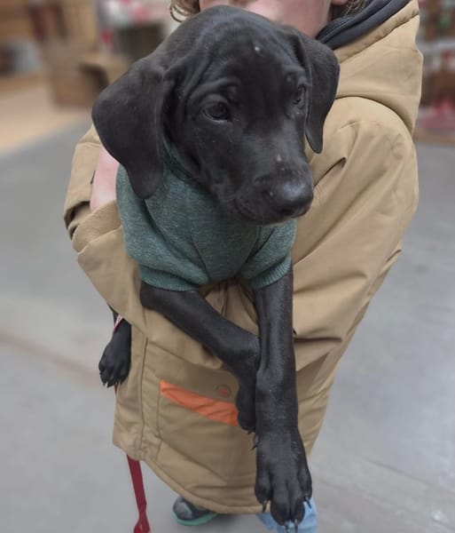 Zak, mâle Xberger né le 15/10/2025 🐶