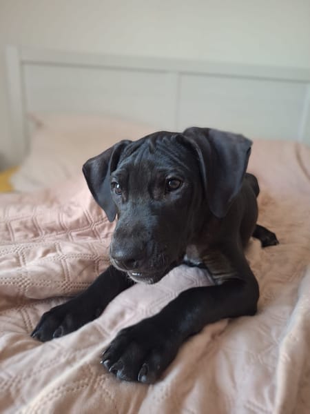 Zak, mâle Xberger né le 15/10/2025 🐶