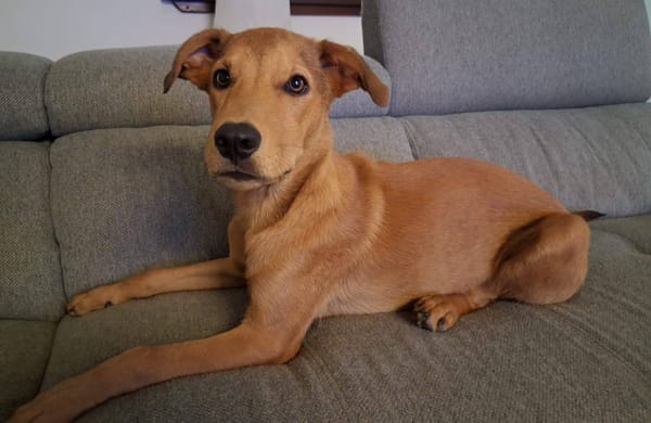 Ynook, mâle X croisé berger né le 06/09/2025