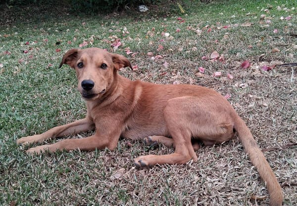 Ynook, mâle X croisé berger né le 06/09/2025