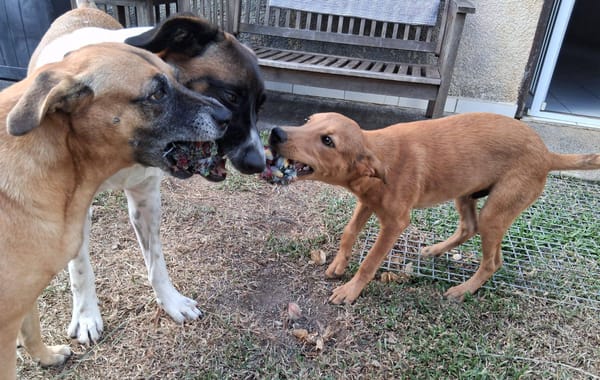 Ynook, mâle X croisé berger né le 06/09/2025