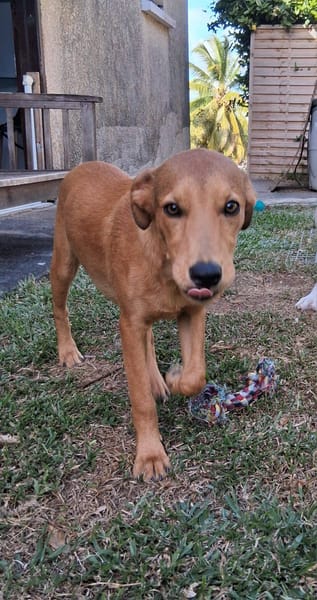 Ynook, mâle X croisé berger né le 06/09/2025