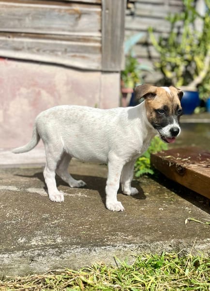 Sienna, femelle berger, née le 27/10/2025 🤍