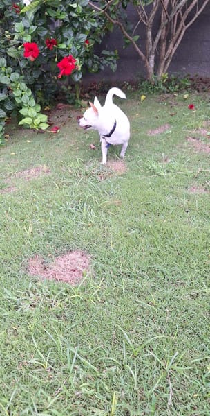 Poupi petite chihuahua câline