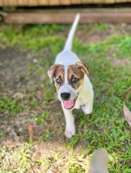 Roach, mâle X berger, né le 01/11/2025 🤍