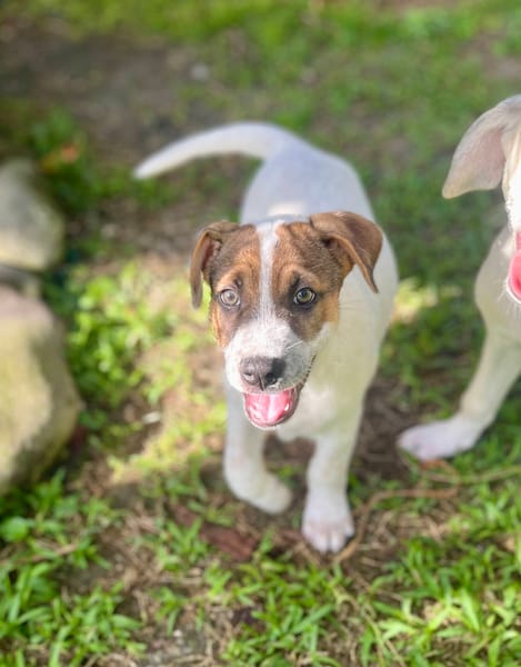Roach, mâle X berger, né le 01/11/2025 🤍