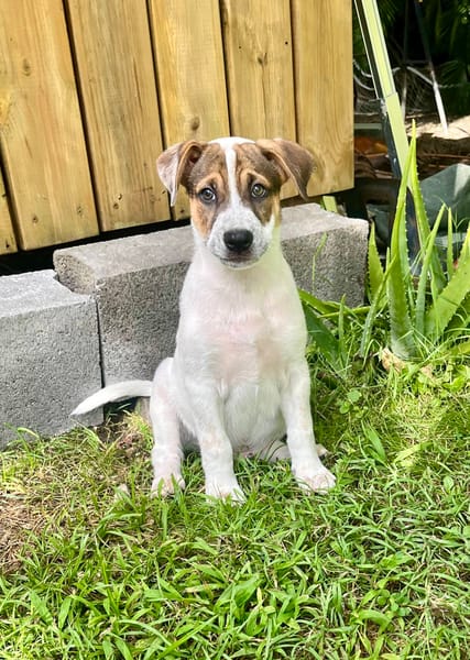 Roach, mâle X berger, né le 01/11/2025 🤍