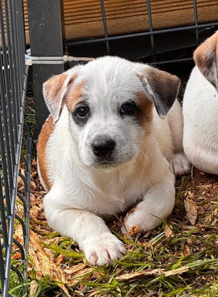 Radki, mâle croisé berger, né le 01/11/2025 🤍