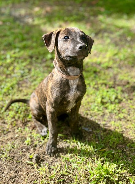 Filou, Mâle X croisé, né le 21/09/2025