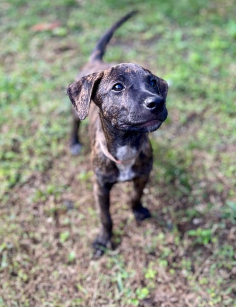 Filou, Mâle X croisé, né le 21/09/2025