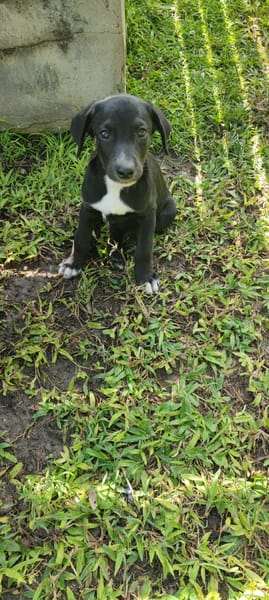 Belko, mâle X berger, né le 26/09/2025 🐶