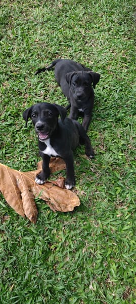 Belko, mâle X berger, né le 26/09/2025 🐶