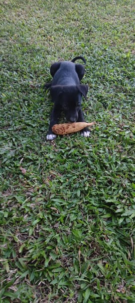 Belko, mâle X berger, né le 26/09/2025 🐶