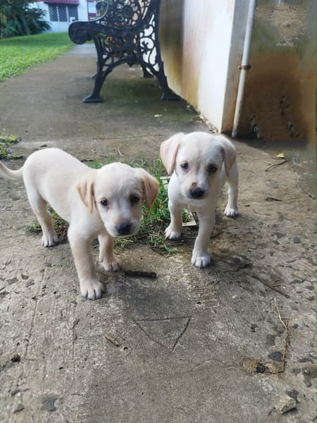 Eva un petit amour de créole