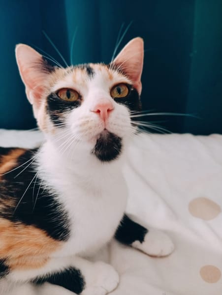 PRUNELLE, chat femelle européen junior