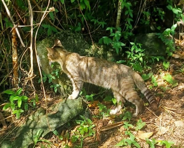 RAYA, chaton femelle européen