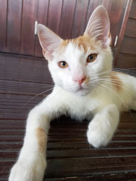 WAKOU, chaton européen