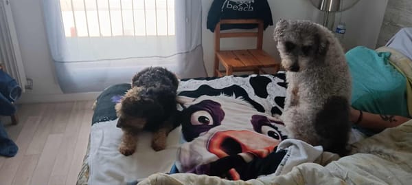 🐾 À L’ADOPTION – OXS, petit cœur frisé à la tendresse infinie ! 🐾